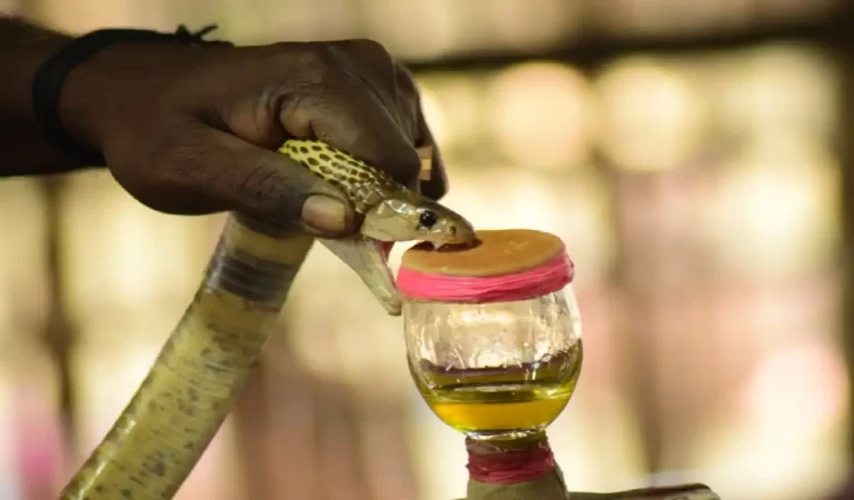 Snake Venom: सांप के जहर से अब कैंसर और हार्ट अटैक का इलाज, जानिए पूरा सच