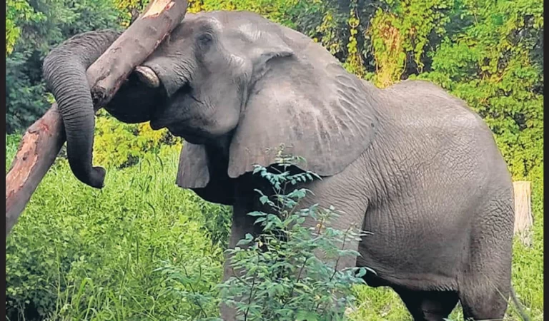 Delhi African Elephant Death: अफ्रीकी हाथी शंकर की मौत की वजह आई सामने,पोस्टमॉर्टम रि...