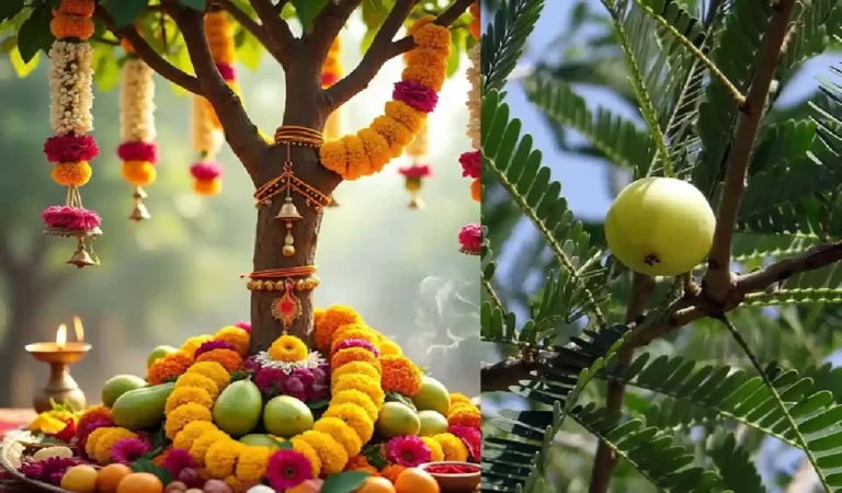 Amla Navami 2025: क्यों करते हैं आंवले के पेड़ की पूजा? पढ़े अक्षय नवमी की पौराणिक व्...