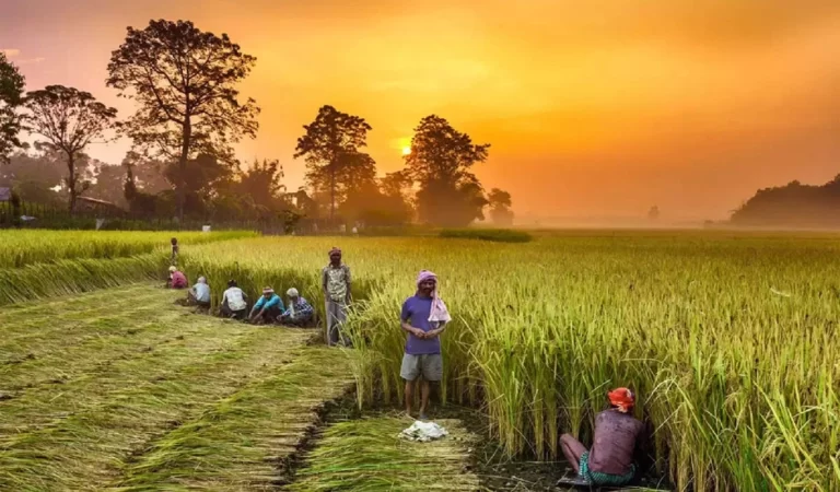 Farming in India: भारत के वो राज्य जहां सबसे ज्यादा की जाती है खेती, जानिए किसका योगद...
