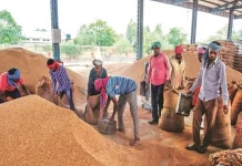 Dhan Kharid: किसान बेच रहे 1600 में, व्यापारी कमा रहे 2100… धान खरीद की गड़बड़ियों की खुली पोल Dhan Kharid