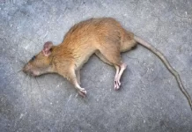 Dead Rat Meaning: रास्ते में मरा हुआ चूहा देखना केवल संयोग नहीं! जानें क्यों इसे माना जाता है अनहोनी का इशारा Dead Rat Meaning