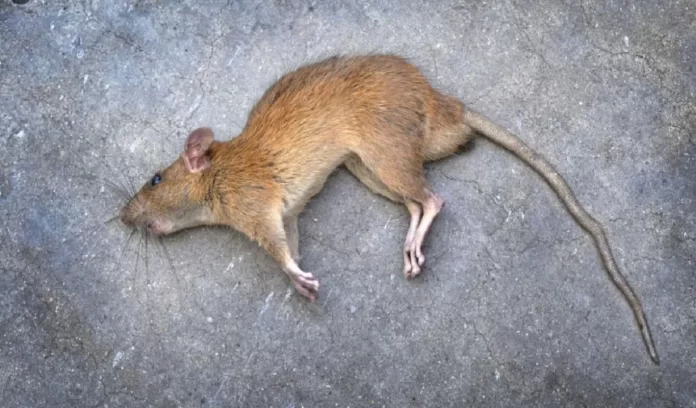 Dead Rat Meaning Dead Rat Meaning